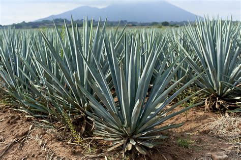 Agave Plant Guide How To Grow Agave In Your Garden 2022 Masterclass