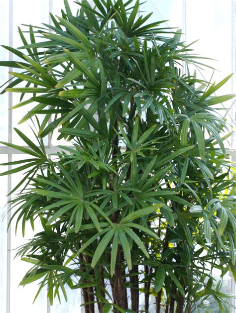 Indoor Palm Trees Types How To Grow Them Install It Direct