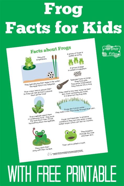 Fun Frog Facts For Kids