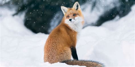 21 Cutest Photos Of Animals In Snow