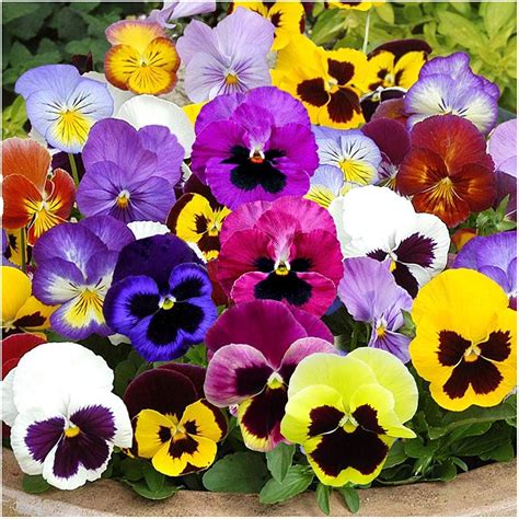 Pansy F1 Super Majestic Mixed Buy Online Vegetable Flower Seeds
