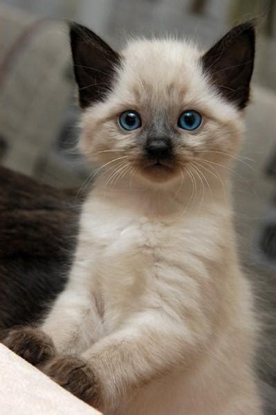 Beautiful Blue Eyed Kitten 21st July 2014