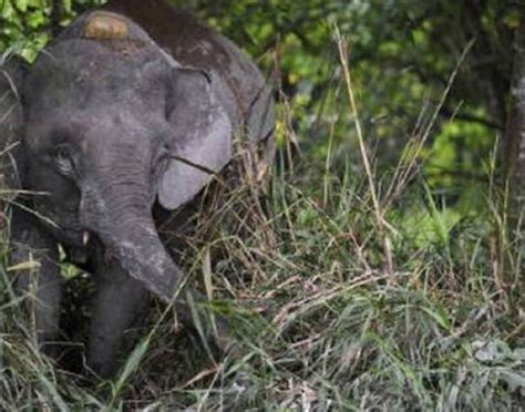 Two Female Adult Pygmy Elephants Found Dead In Sukau Deramakot