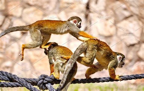 Monkeys Playing On The Rope Featuring Monkey Fun And Ape Pet Monkey