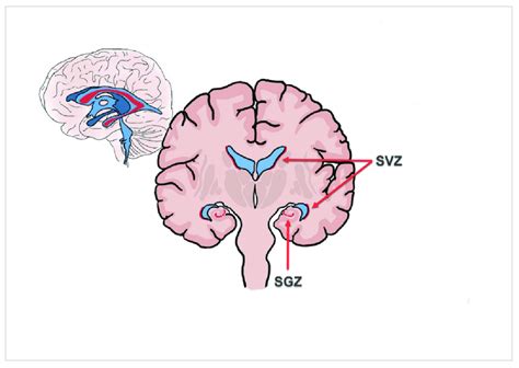 Illustration Of The Two Main Adult Neurogenic Niches The Download