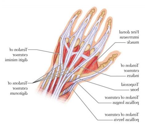 Hand Ligaments Diagram