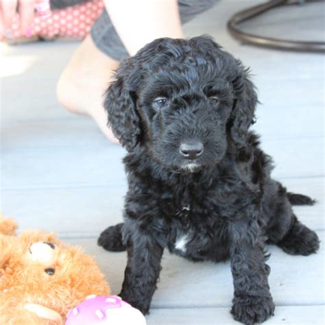 The best way to determine the temperament of a mixed breed is looking for your new pet can be very difficult and each puppy breed is different. Mini Labradoodles - Precious Doodle Dogs - Teacup ...
