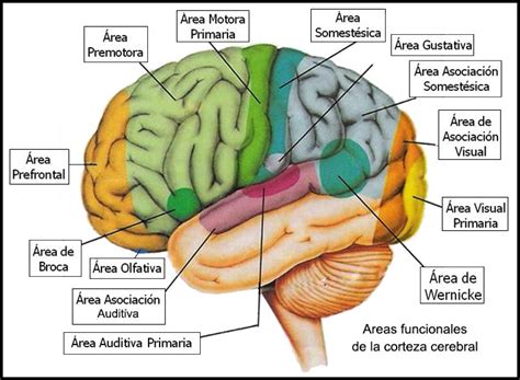 Funciones De Las Partes Del Cerebro