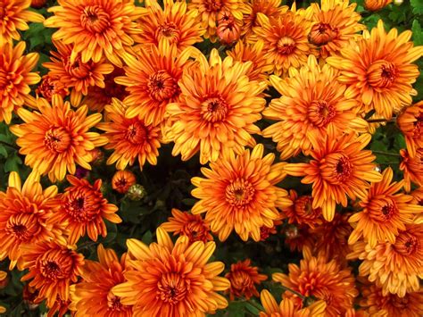 Are Mums Perennials Heres What To Know About Chrysanthemums