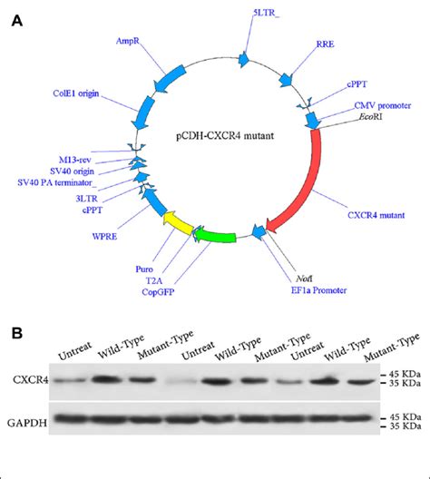 A The Genetic Map Of The Pcdh 513b 1 Lentiviral Vector Containing