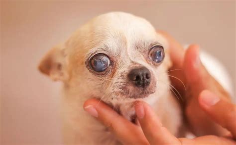 Staar Bij Honden Symptomen Behandeling En Preventie Stichting