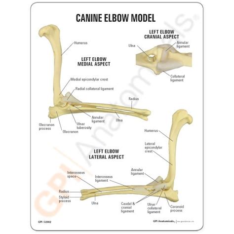 4 what are the relations of elbow joint? Anatomical Model-Canine Elbow