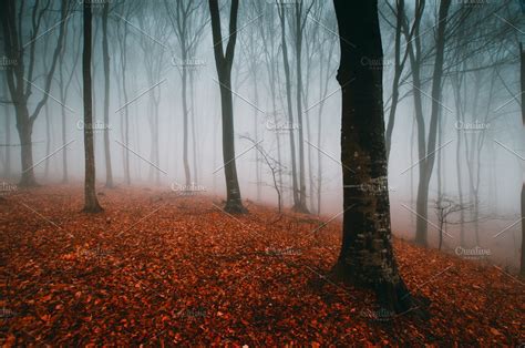 Mysterious Surreal Autumn Forest Autumn Scenery Landscape