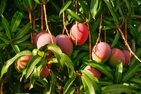 Check out the 100 year old mango tree! mango | De Wassende Maan