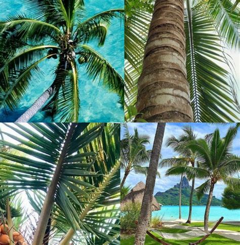 Palmtree Palmtrees Ocean Beach Water Sea Jungle Rainforest