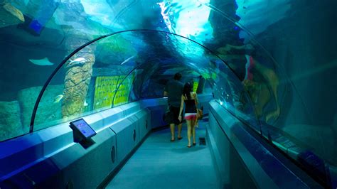 Aquarium Sea Life Sunshine Coast Aus Locations De Vacances Abritel
