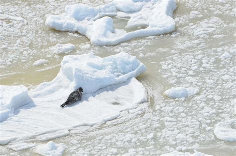 canadian seal hunt begins earlier than usual the dodo