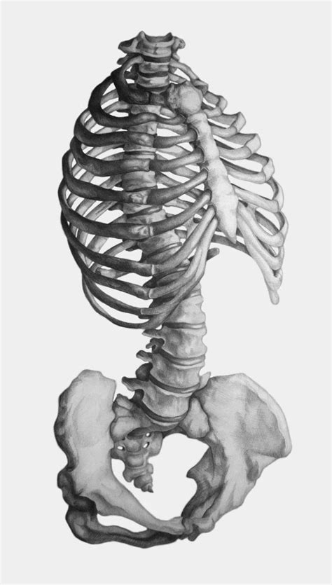 Pin By Pinner On º Skulls Ƹ̵ Bones Art º Anatomy Art Human