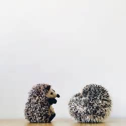These Adorable Images Of Super Cute Pet Hedgehogs Will Melt Your Heart