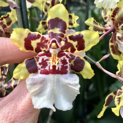 Oncidium — Palmer Orchids Free Hot Nude Porn Pic Gallery