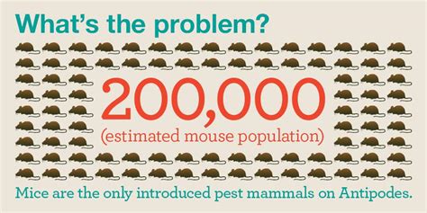 [infographic] Million Dollar Mouse Team Heads For Antipodes Island The Morgan Foundation
