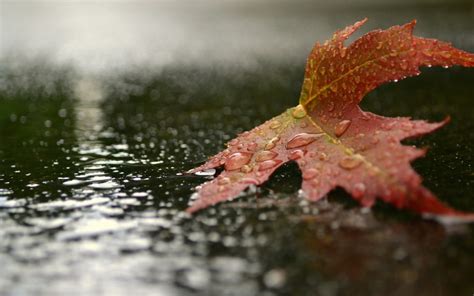 Wallpaper Leaves Nature Reflection Rain Branch Frost Autumn
