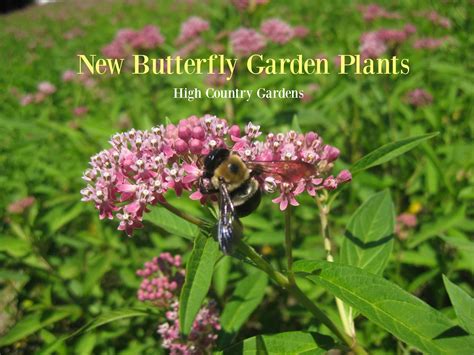 New Butterfly Garden Perennials Home Garden Joy