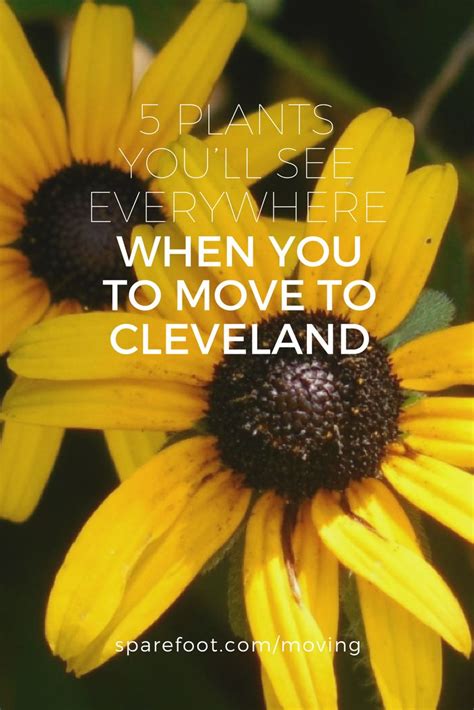 5 Plants Youll See Everywhere When You To Move To Cleveland Oh