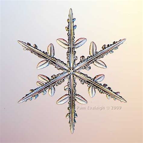 Sc9884 Snowflake Photos Snowflakes Real Snow Crystal