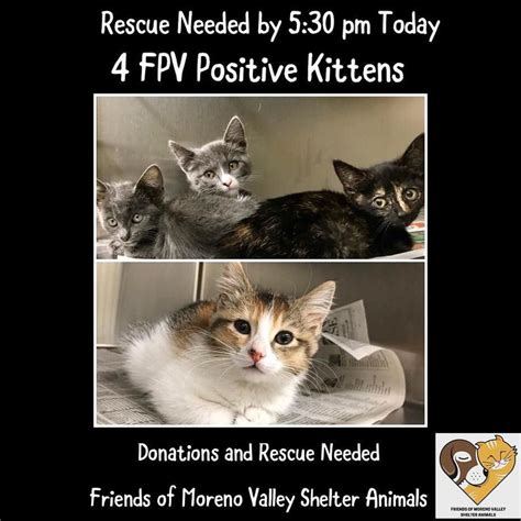 Emergency Update 4 Fpv Kittens Must Leave By 530 Pm Today Nov 16th
