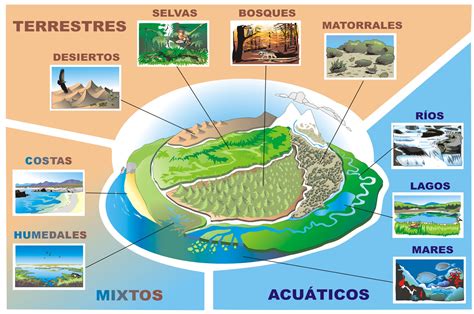 Cuadros Sin Pticos Sobre Ecosistema Y Mapas Conceptuales Sobre Ecosistemas Cuadro Comparativo