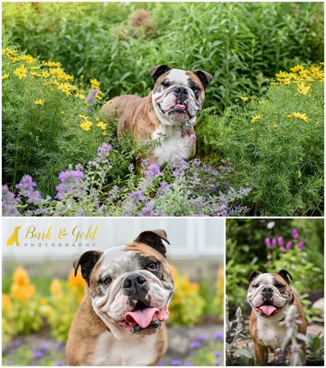 Beatrice The Bulldog Pittsburgh Pet Photography Bark And Gold