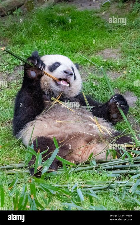 Young Giant Panda Eating Bamboo In The Grass Portrait Stock Photo Alamy