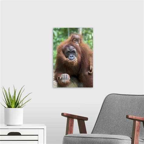 Sumatran Orangutan Mother And Playful Two And A Half Year Old Baby Wall