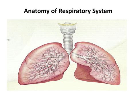 SOLUTION: Respiratory System Unveiled - Studypool