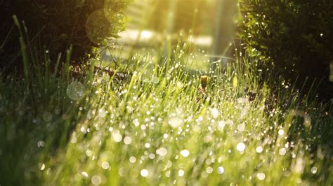 Green Grass Full Of Drops Of Dew In The Sunlight