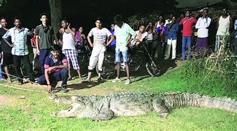 Vadodara 13 Foot Crocodile Kills Woman Caught India News The