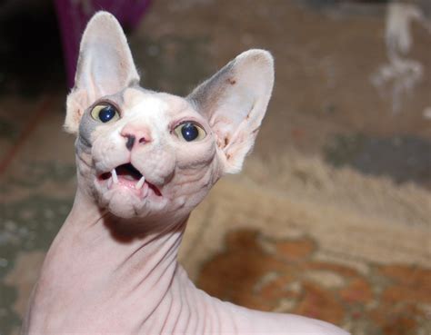É um animal muitopopular como animal de estimação. Miado gato Sphynx HD | FotosWiki.org