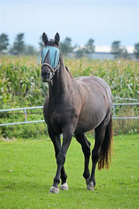 Horses Free Stock Photo - Public Domain Pictures