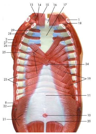 The extrinsic group originate from the torso and attach to. Lab Practical Chapter 24: Muscles of the Head, Neck, and ...