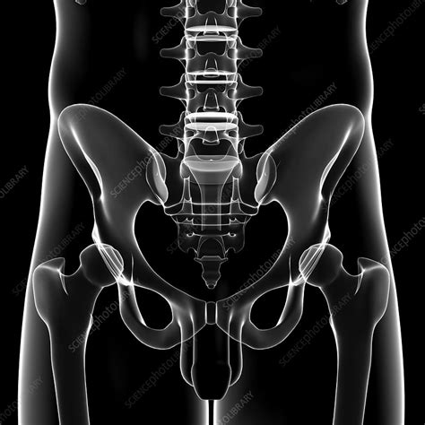 Male Pelvic Bones Artwork Stock Image F0075467 Science Photo