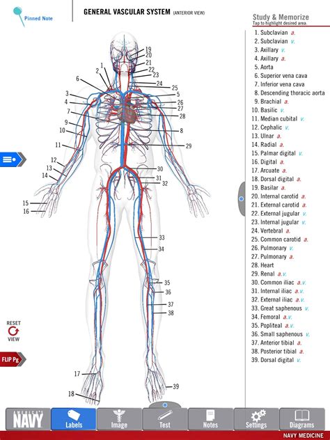 US Navy Releases New 3-D Medical Study Aid App | Anatomy study, Medical