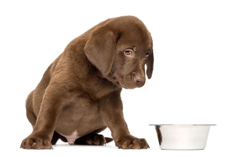We review the best large breed puppy food for 2021 with 10 top picks! New puppy? Want a safe & healthy food? Start him/her off ...