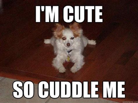 Cutest Cuddle Memes Sg Web