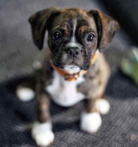 67 Boston Terrier Boxer Puppies Photo Bleumoonproductions