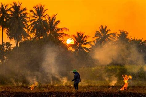 Khách sạn gần field of burnt rice tại langkawi, malaysia. Causes, Effects and Solutions of Agricultural Pollution on ...