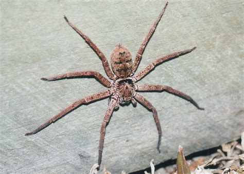 Brown Huntsman Spider Heteropoda Jugulans Or H Cervina
