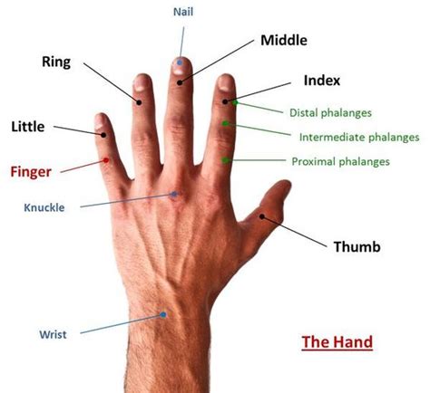 Do You Know The Different Parts Of The Hand In English English