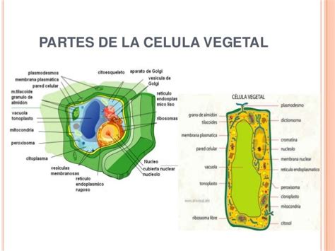 Citologia Vegetal