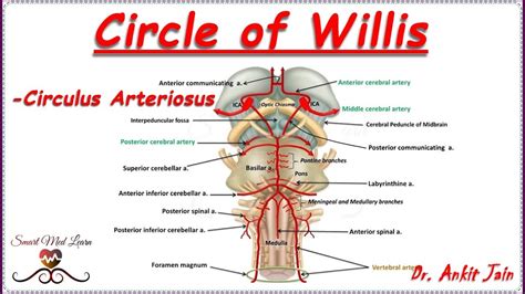 Circle Of Willis Anatomy Simplified Blood Supply To Brain Circulus Arteriosus Youtube